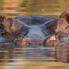 Hippo im Okawango Delta