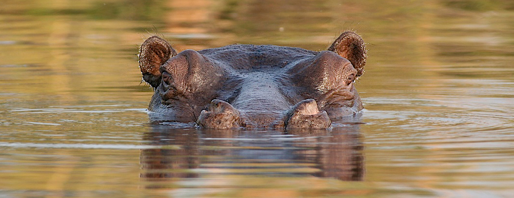 Hippo im Okawango Delta