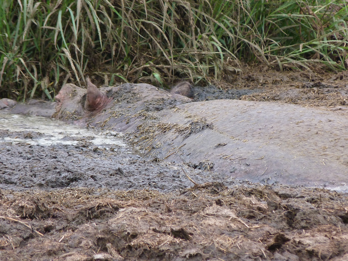 Hippo im Schlammbad