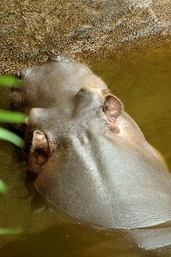 Hippo im Wasser