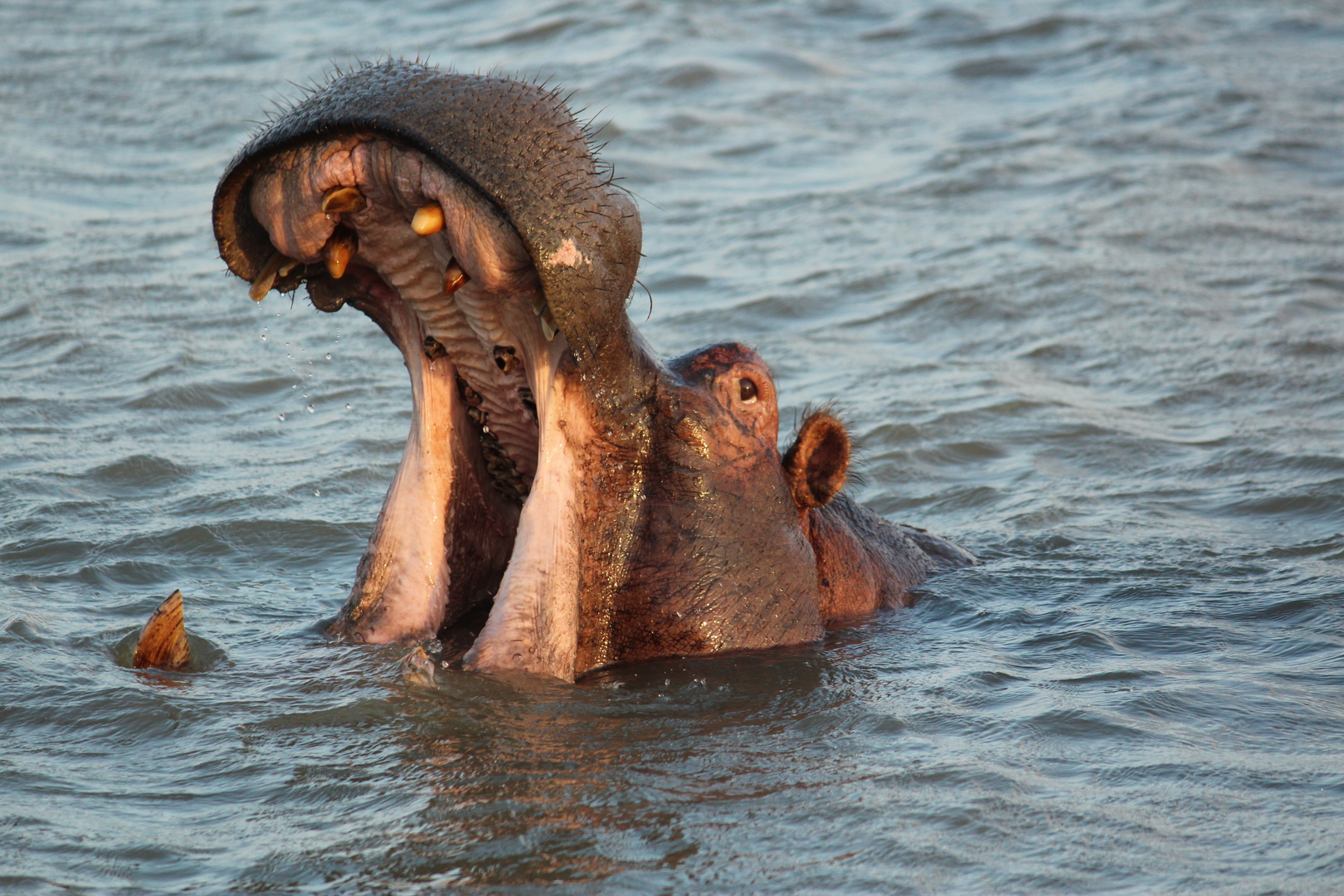 Hippo in action