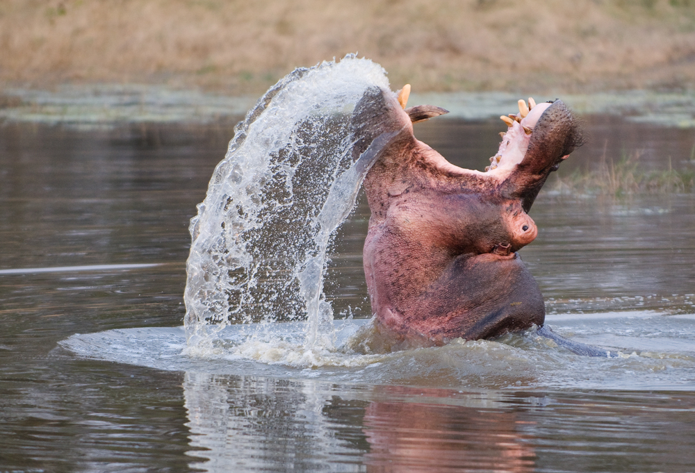 Hippo in Action