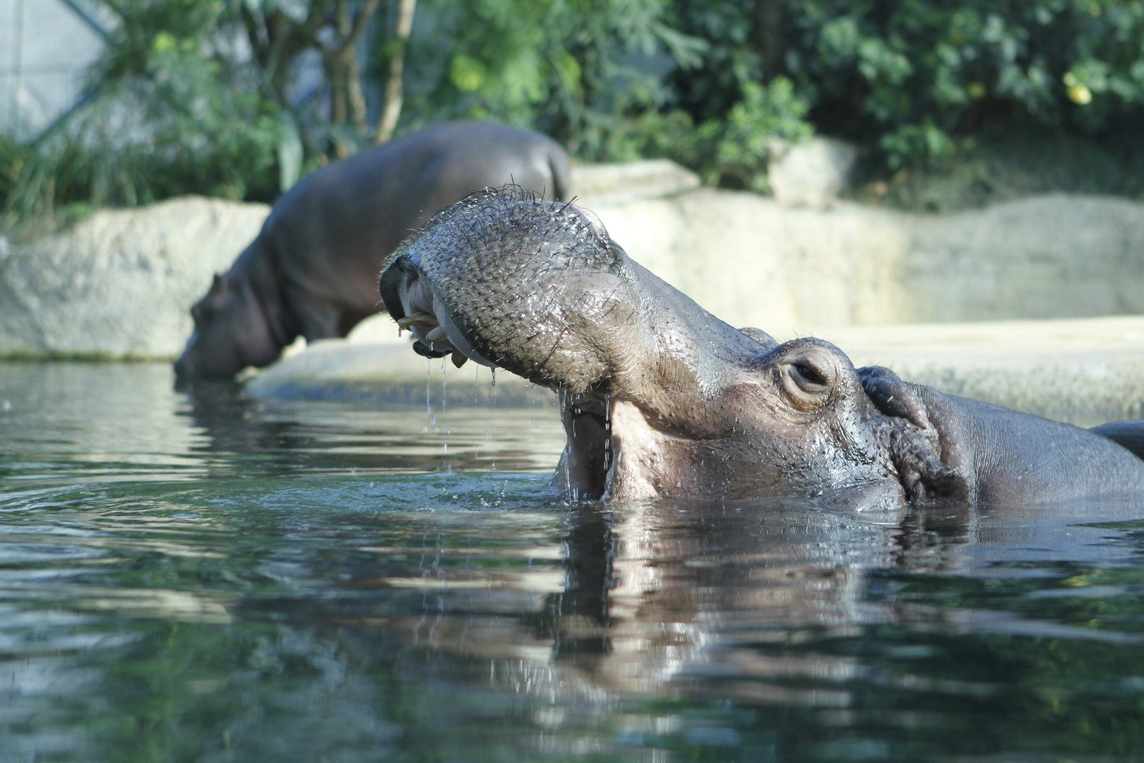 Hippo in Berlin