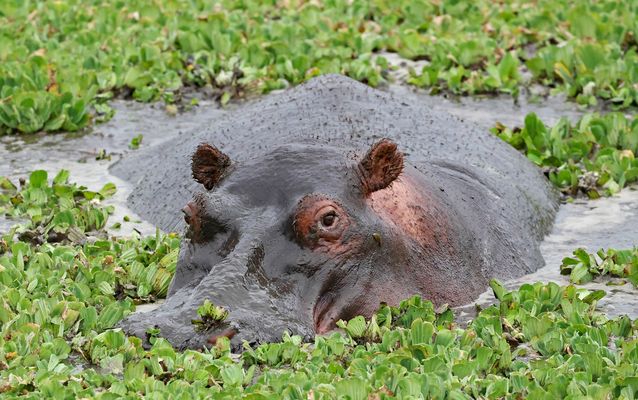 Hippo in Hippopool