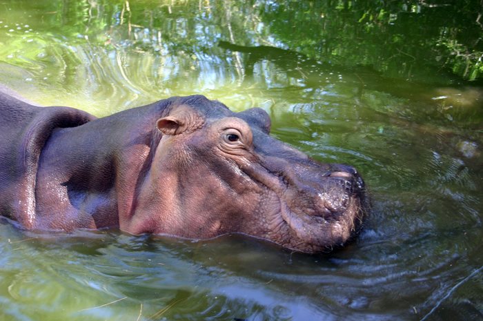 Hippo in Kenia