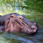 Hippo in Kenia