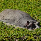 Hippo in Sambia