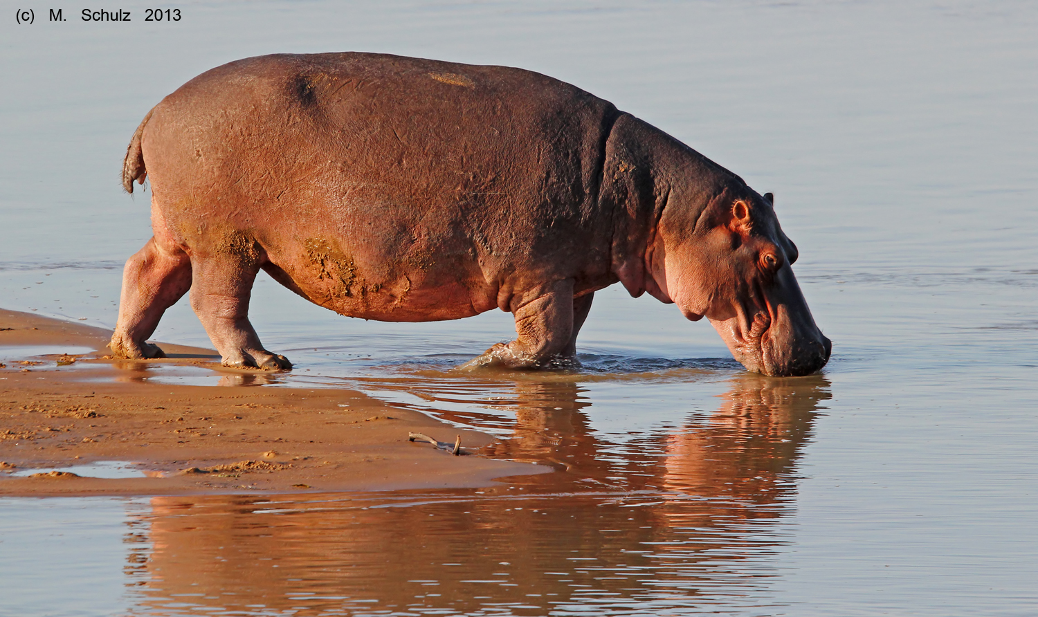 Hippo in Sambia