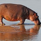 Hippo in Sambia