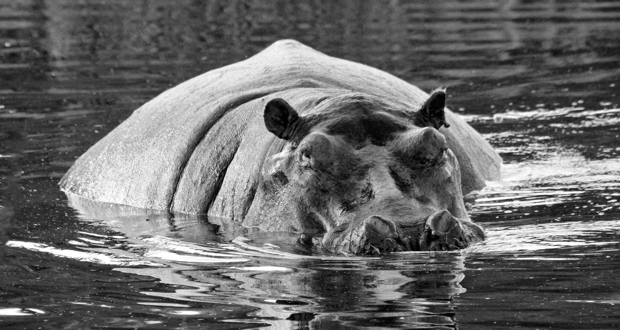 Hippo in schwarz weiß