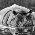 Hippo in schwarz weiß