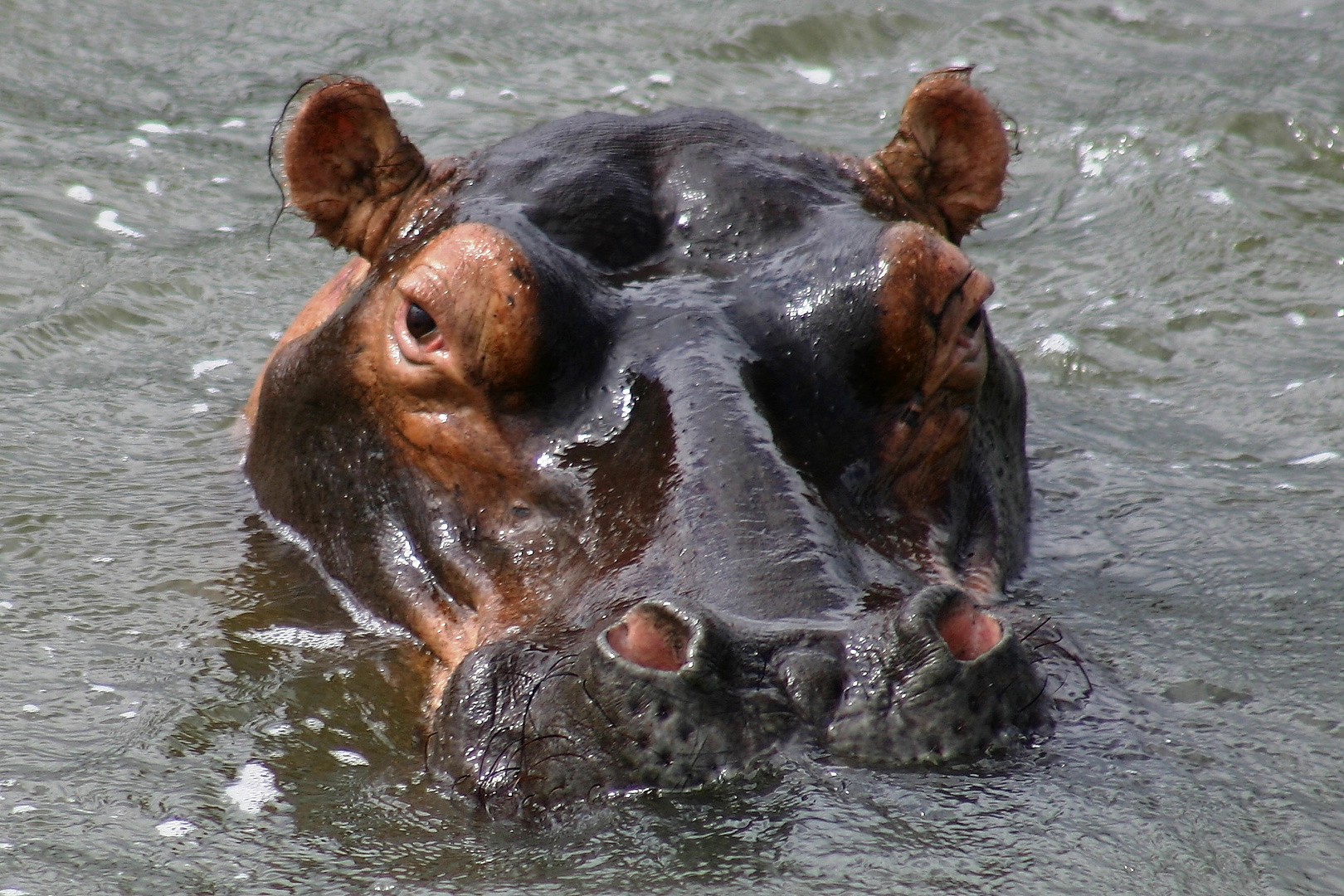 Hippo in St. Lucia (Südafrika)