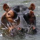 Hippo in St. Lucia (Südafrika)