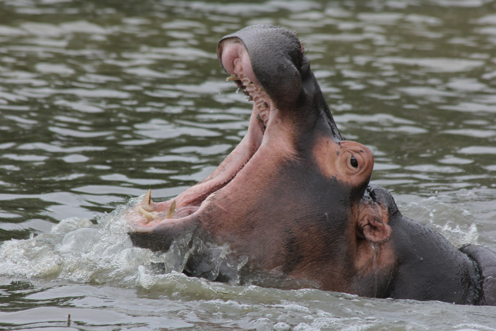 Hippo in Südafrika