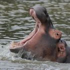 Hippo in Südafrika