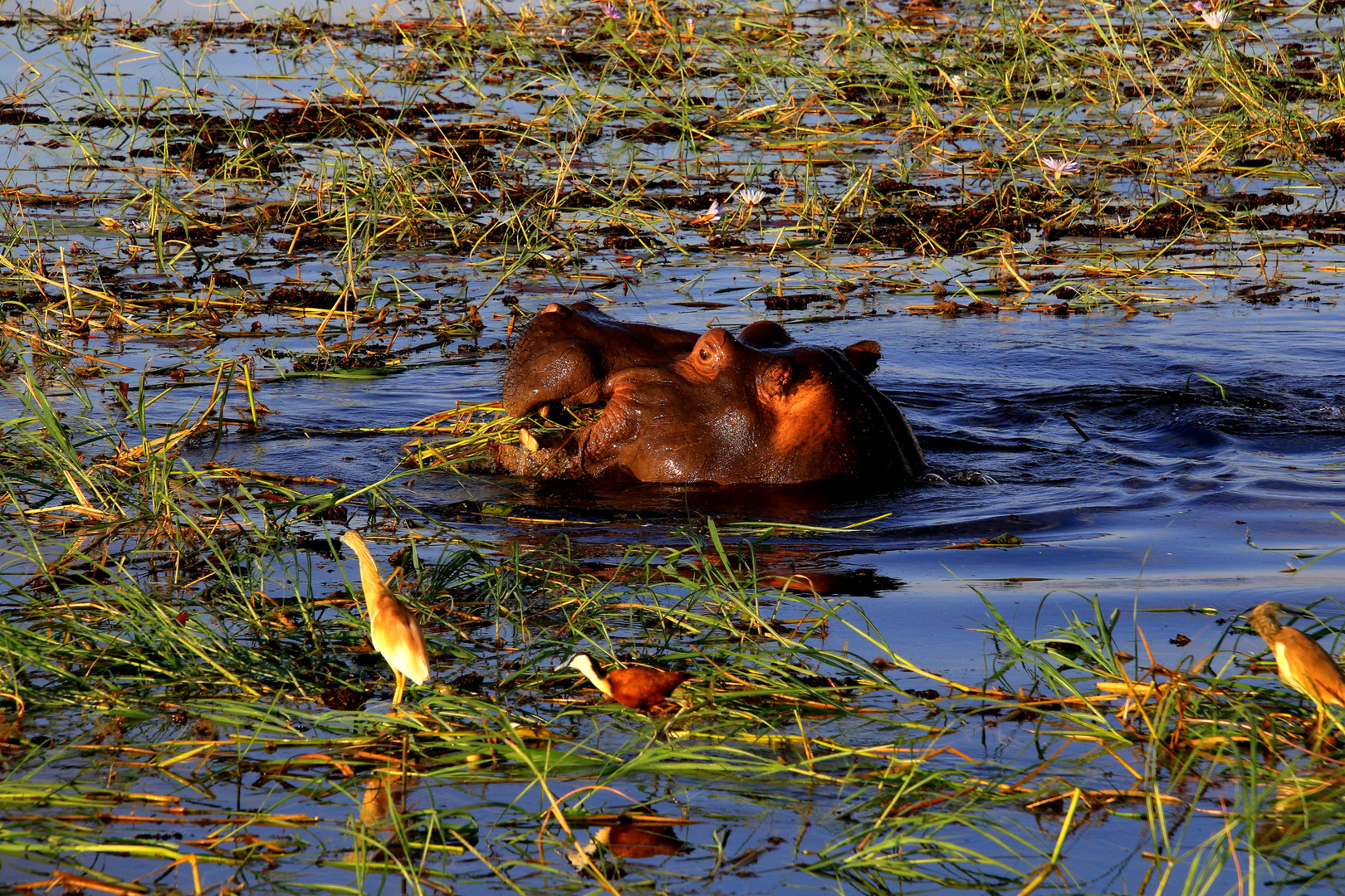 Hippo in Symbiose mit Wasservögeln