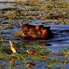Hippo in Symbiose mit Wasservögeln