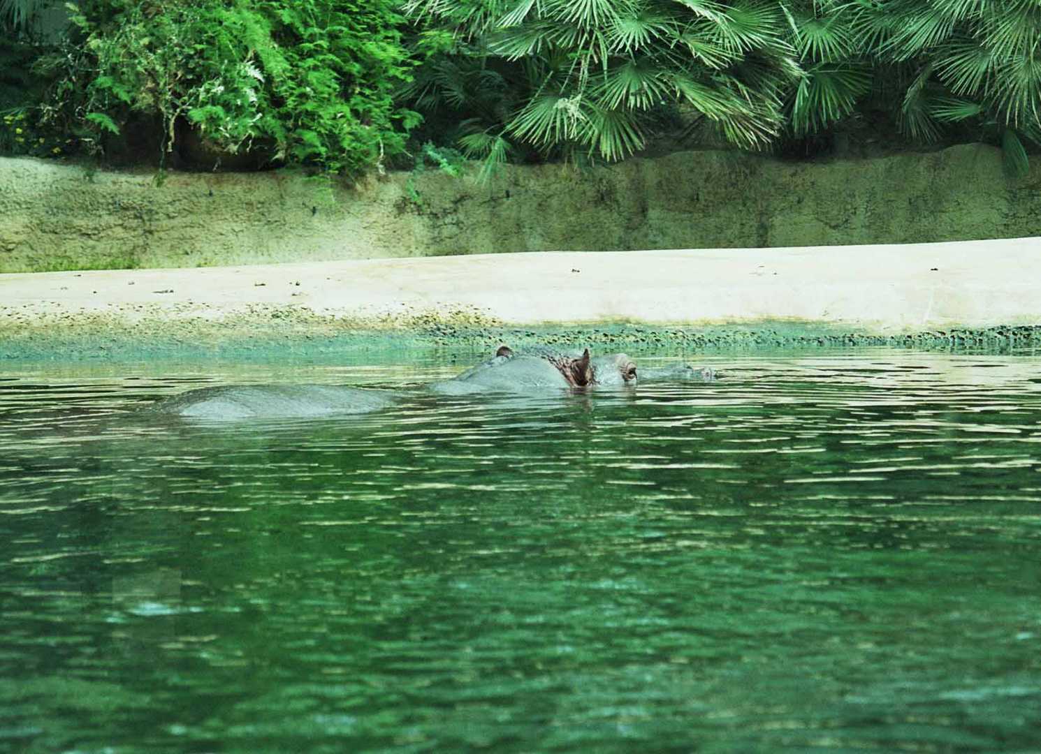 hippo in the sun