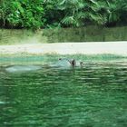 hippo in the sun