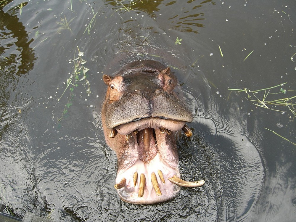 Hippo in Zoo Karlsruhe