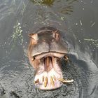 Hippo in Zoo Karlsruhe