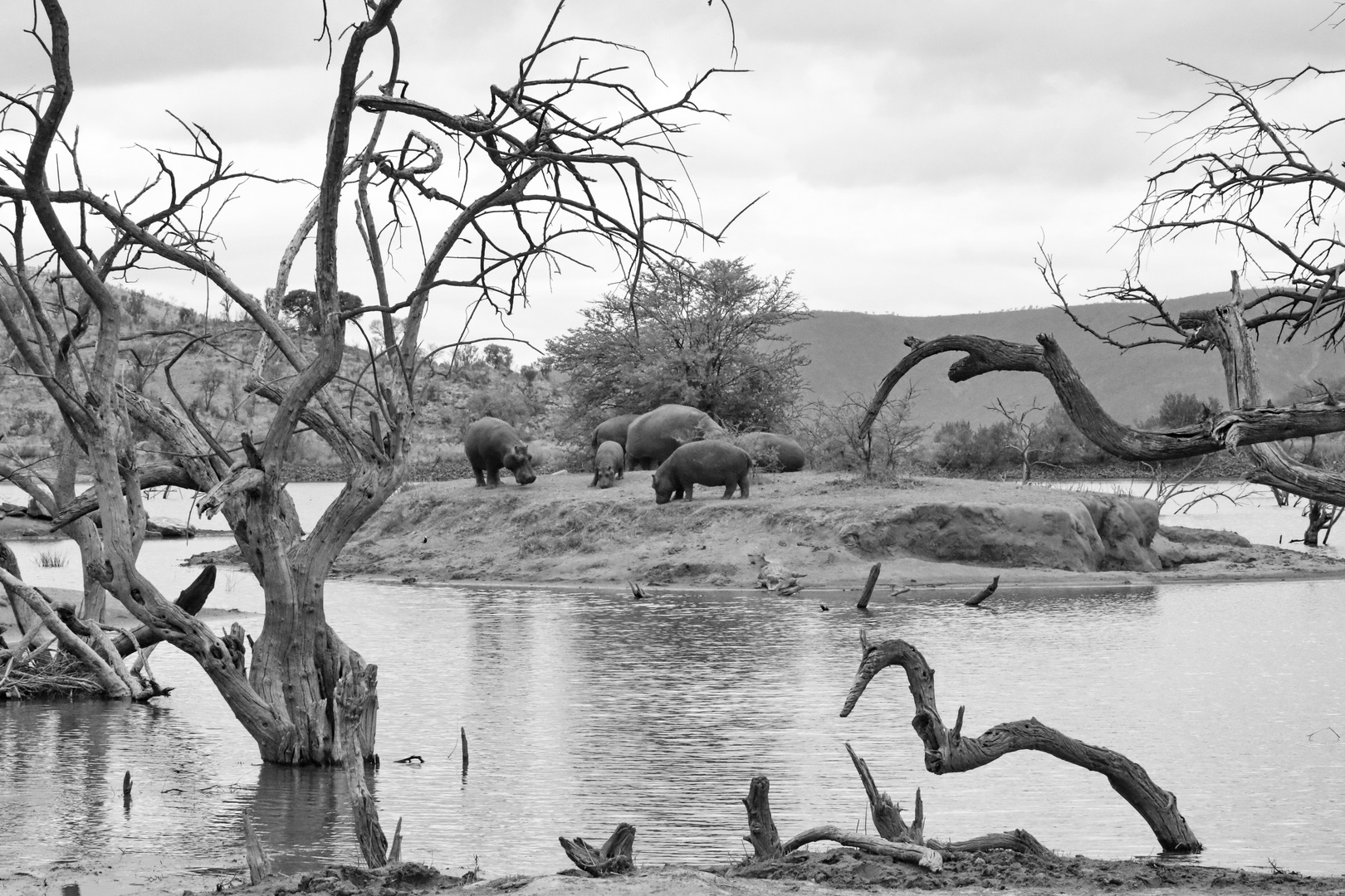 Hippo Island