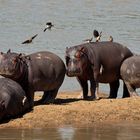 Hippo- Island / North-Luangwa / Sambia