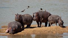 Hippo- Island / North-Luangwa / Sambia