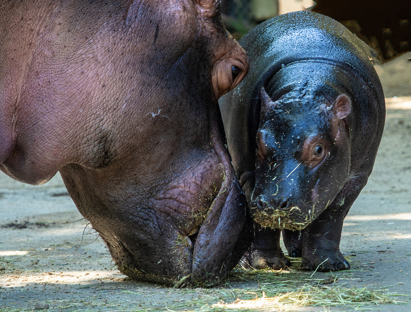 Hippo Jungbulle noch namenlos.