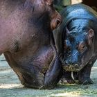 Hippo Jungbulle noch namenlos.