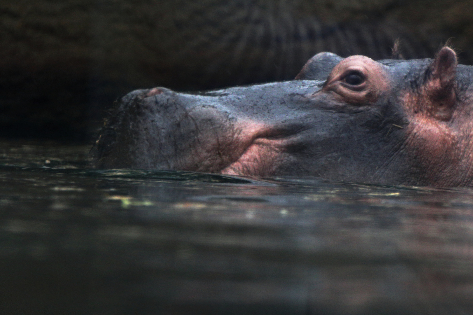 Hippo Köln