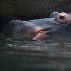 Hippo Köln