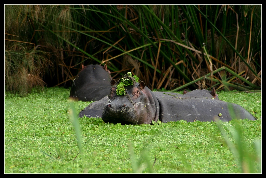 Hippo, Lake Mburo Nationalpark, Uganda