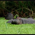 Hippo, Lake Mburo Nationalpark, Uganda