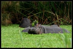 Hippo, Lake Mburo Nationalpark, Uganda