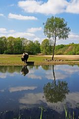 Hippo - Lake - Tree !