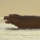 Hippo life (Hippopotamus amphibius) 