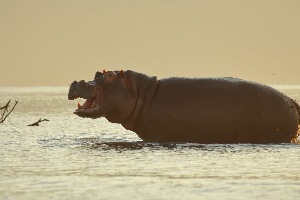 Hippo life (Hippopotamus amphibius) 