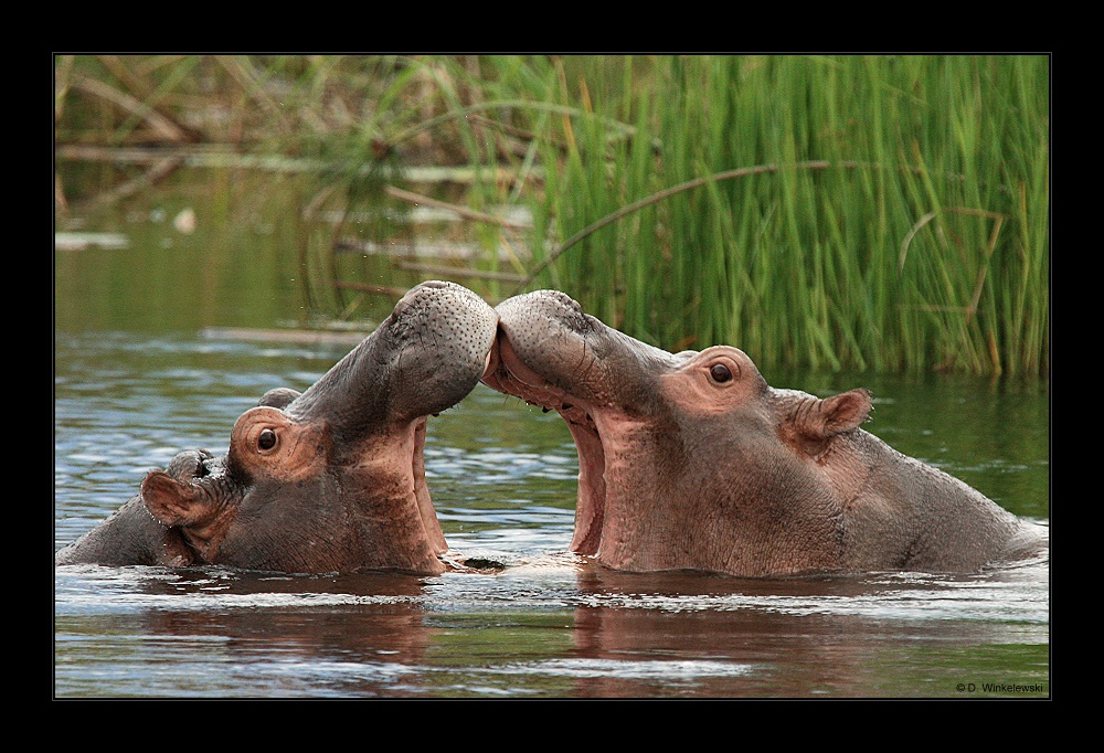 Hippo Love