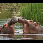 Hippo Love