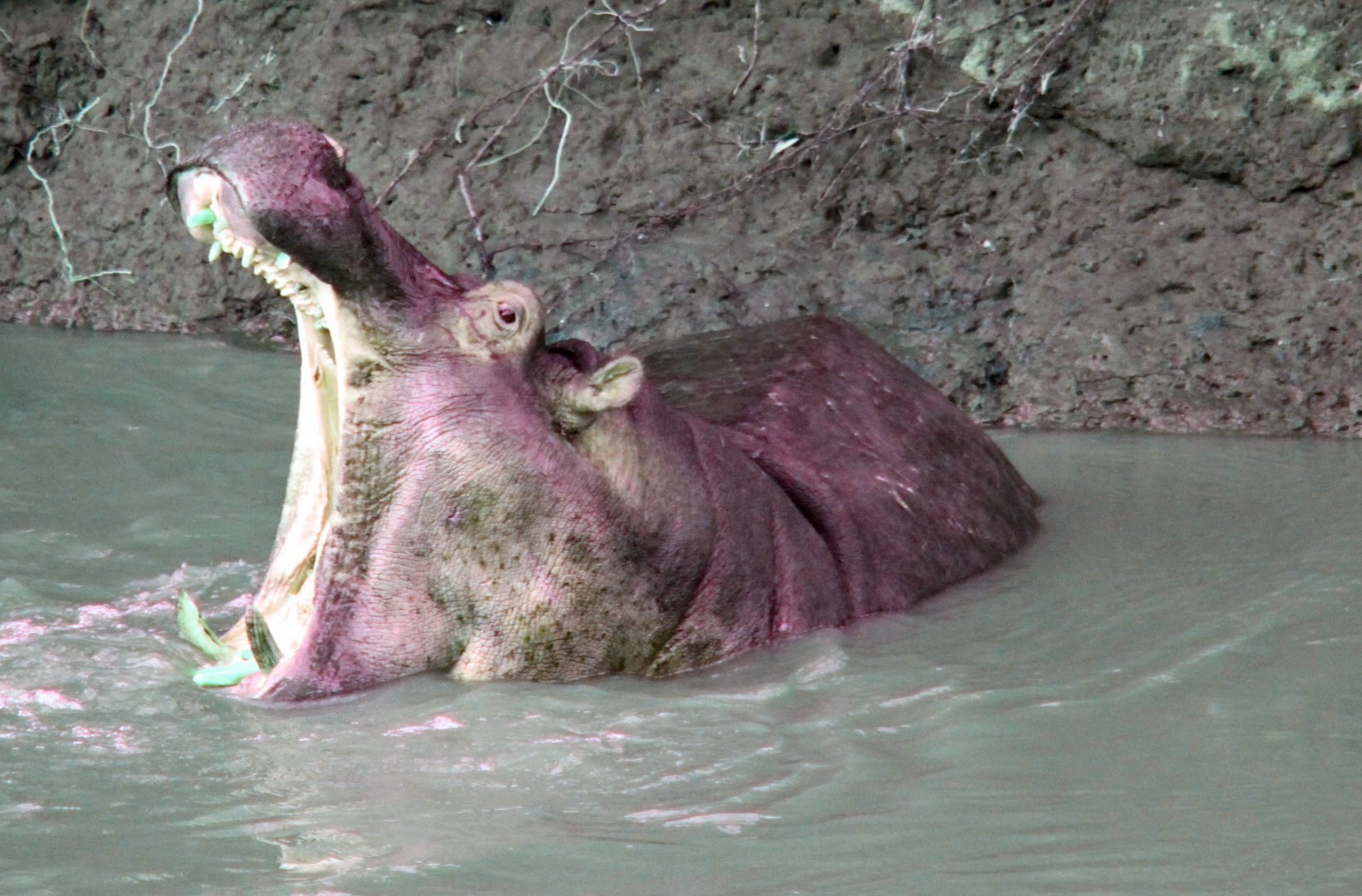 Hippo Mara River Kenya