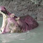 Hippo Mara River Kenya