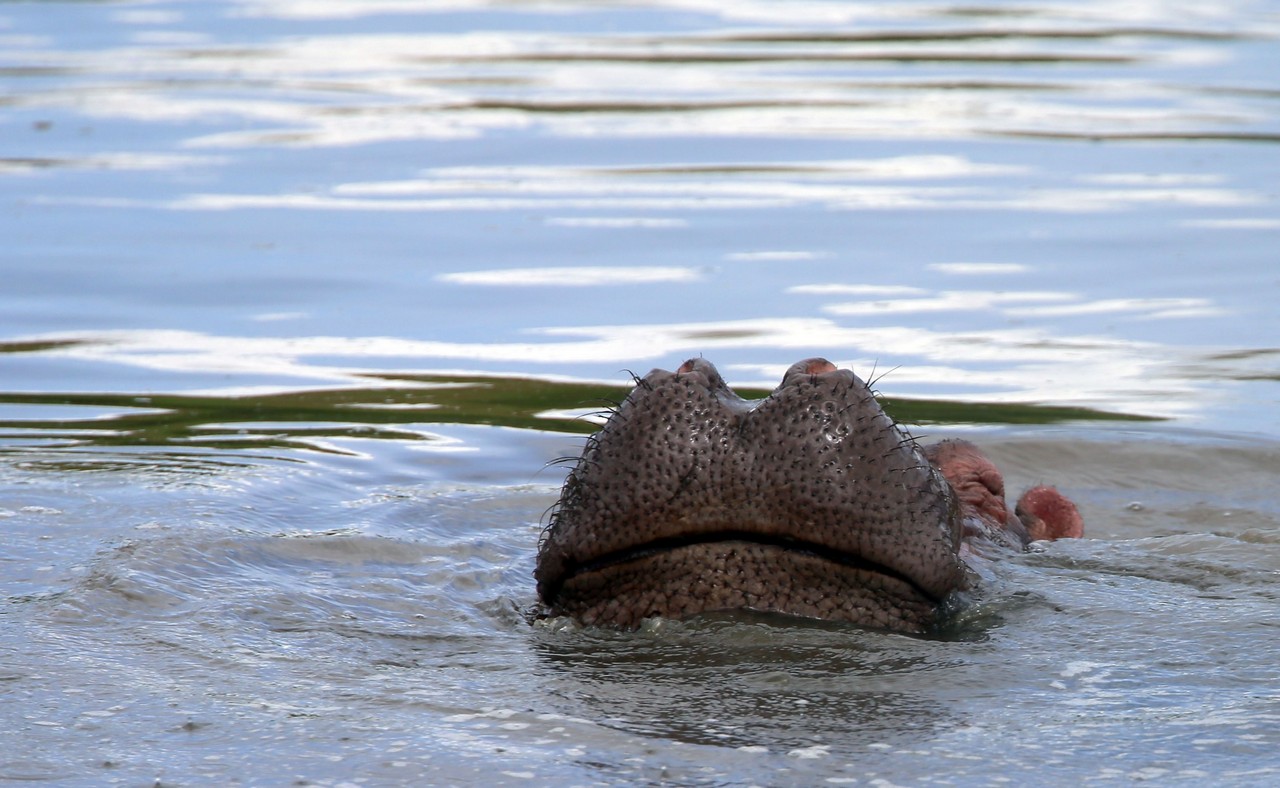 Hippo - Masai Mara - Kenya