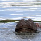 Hippo - Masai Mara - Kenya