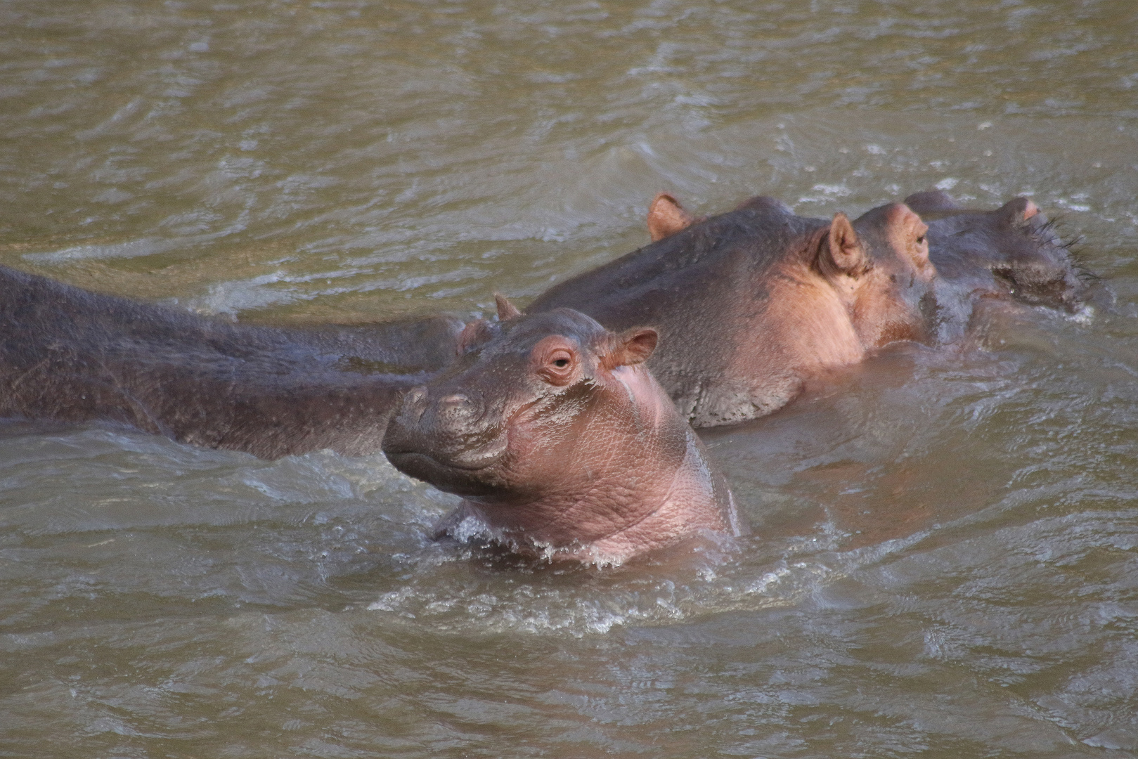 Hippo mit Baby