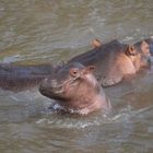 Hippo mit Baby