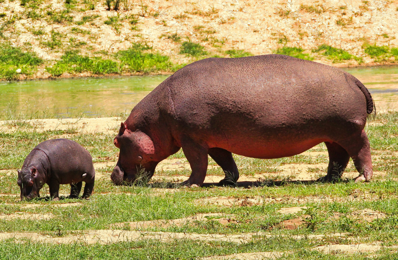 Hippo mit Kalb - 1