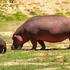 Hippo mit Kalb - 1