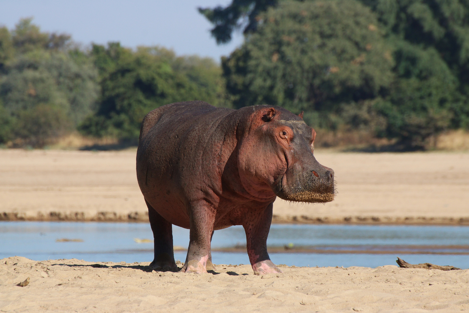 Hippo mit kritischem Blick!