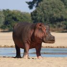 Hippo mit kritischem Blick!